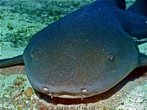 Nurse shark by Stephen Hamedl 